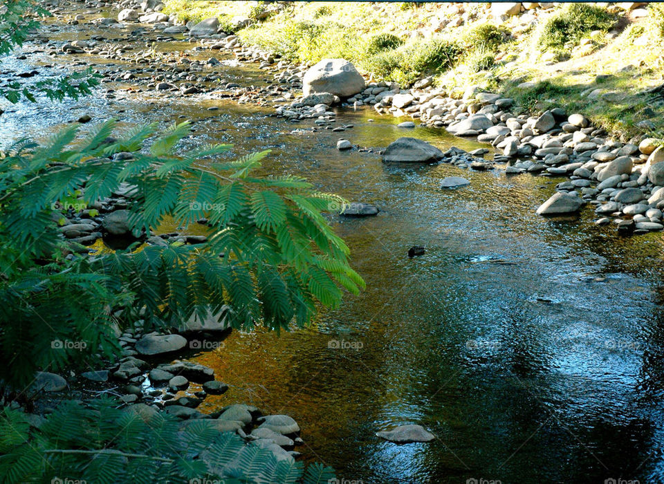 river rocks gatlinburg tennessee tree by refocusphoto