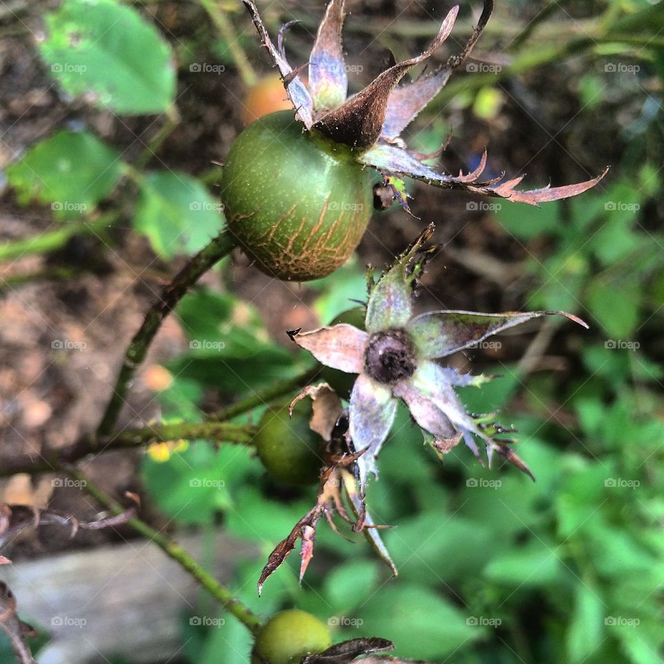 Rose Hips