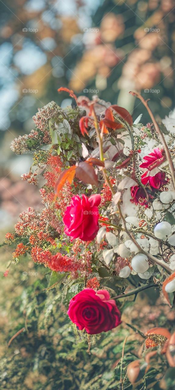 Red roses in the garden