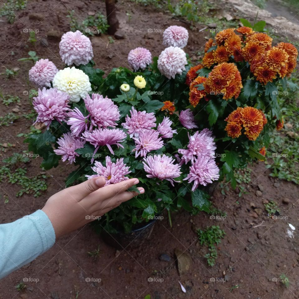 Chrysanthemum is a type of flowering plant that is often grown as an ornamental plant