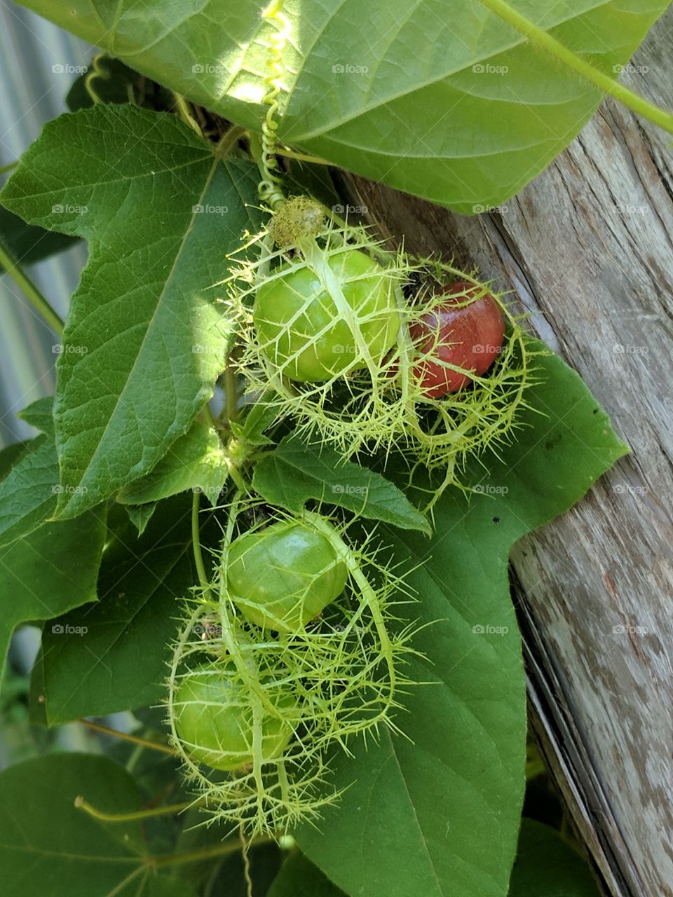 passion flower bud