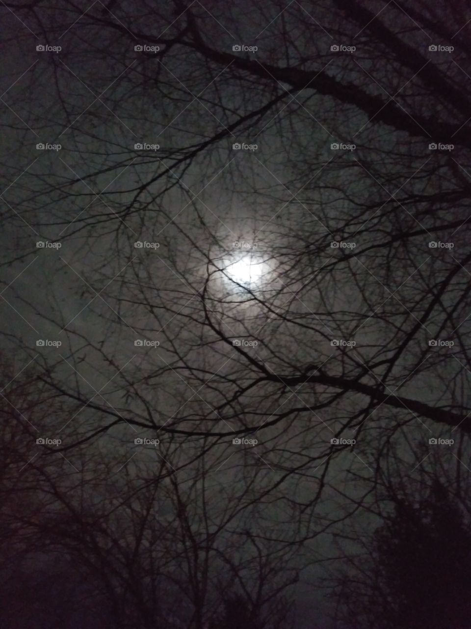 Full moonlight night with ominous tree branches obscuring my wintery view
