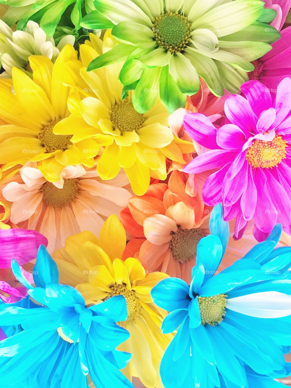 Colorful Flowers