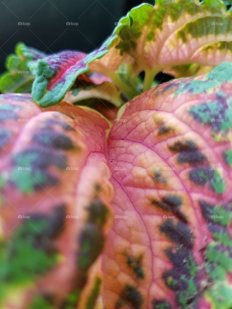 Large leaf close up.