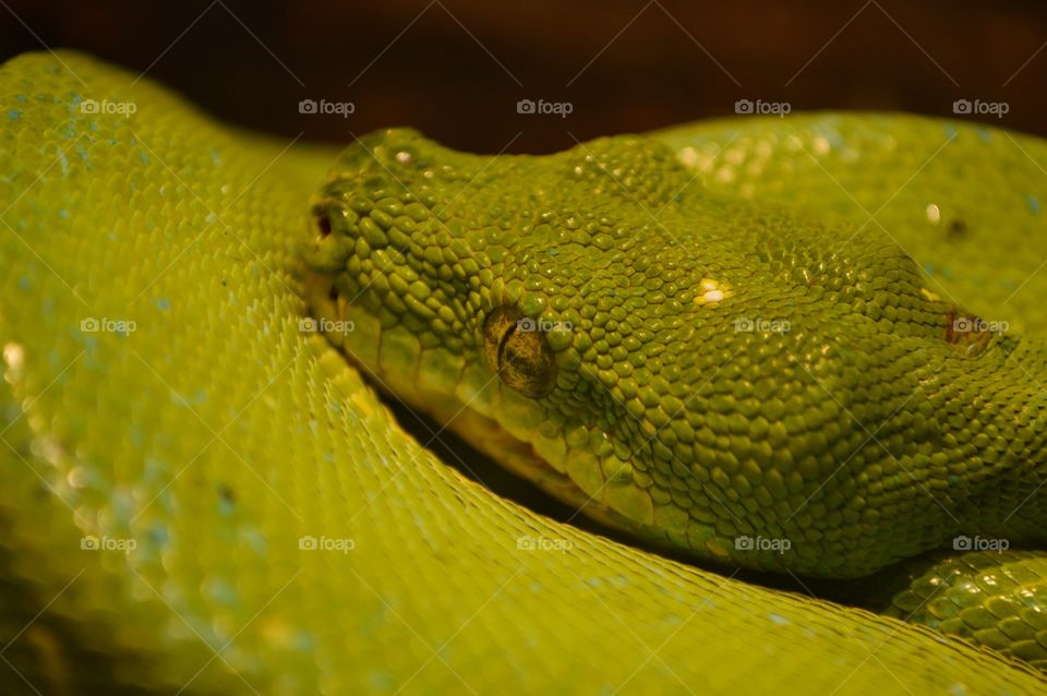 Emerald Tree Boa
