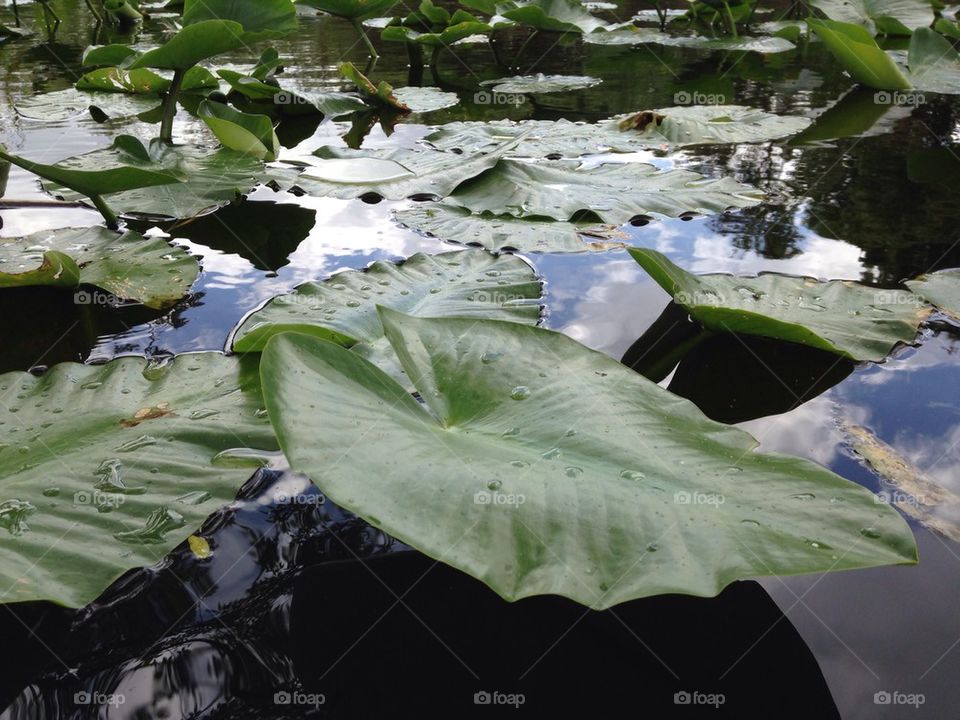 Lilly pads on lake