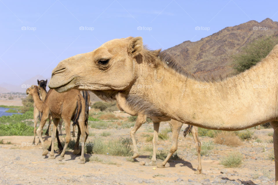 camel, desert, animal, travel, nature, isolated, tourism, journey, sand, white, mammal, africa, background, dromedary, vector, caravan, egypt, ride, arab, arabic, illustration, dune, silhouette, sky, east, exotic, cartoon, hump, arabian, sahara, african, wildlife, sun, traditional, transportation, wild, hot, transport, cute, ethnic, brown, beast, smile, safari, camel farm, funny, heat, camel eye, decorated, bright