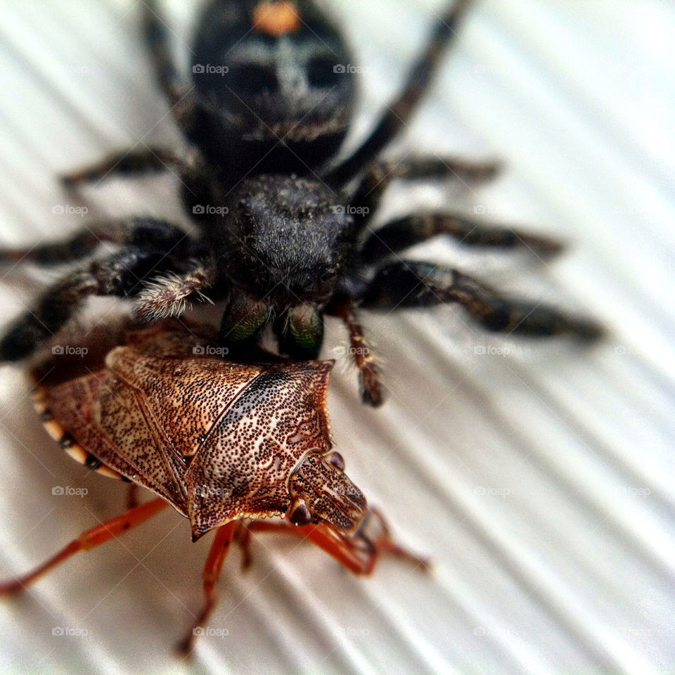 spider dinner insects bug by jasonoleham