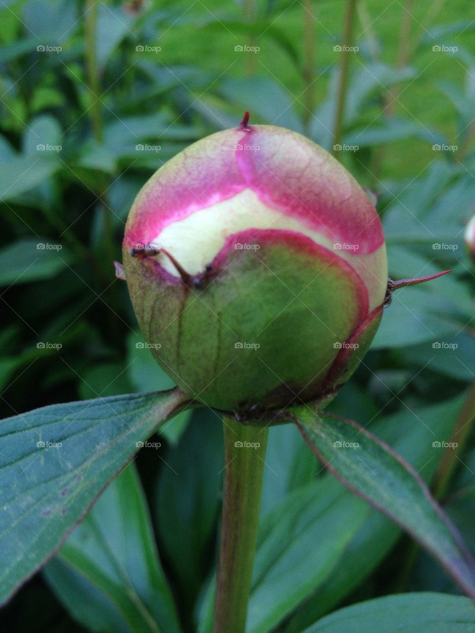 Peony bud