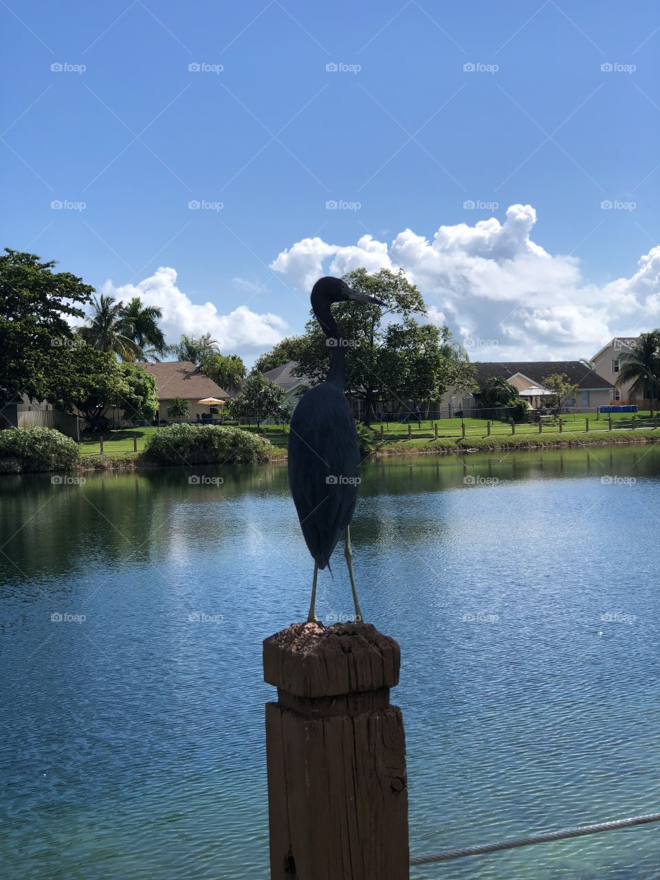 Bluish florida waterbird