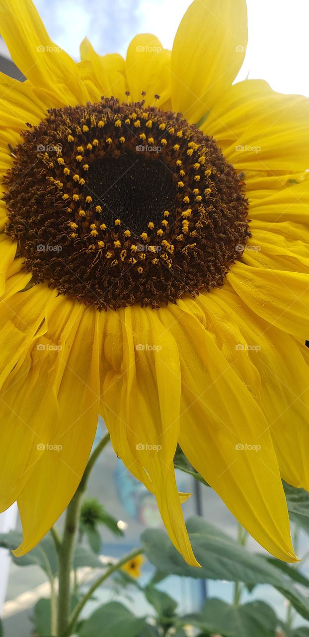 Sunflowers of autumn