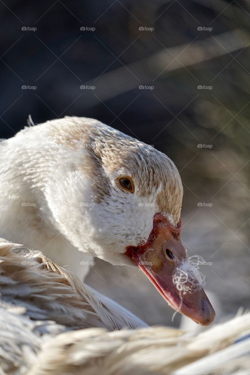Goose 