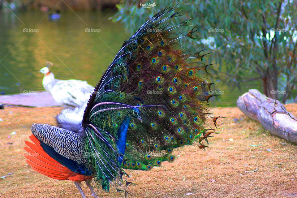 The Peacock