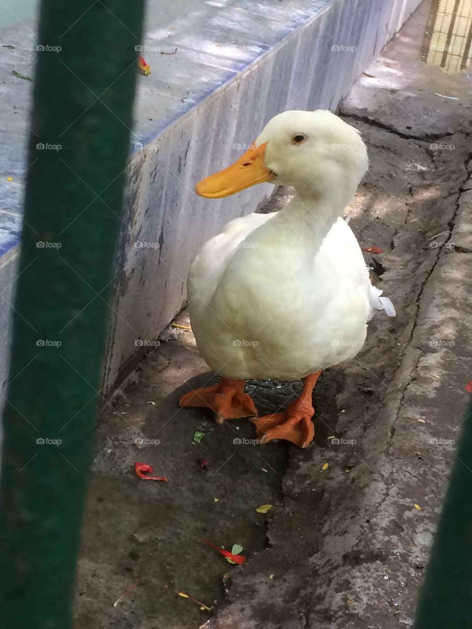 duck