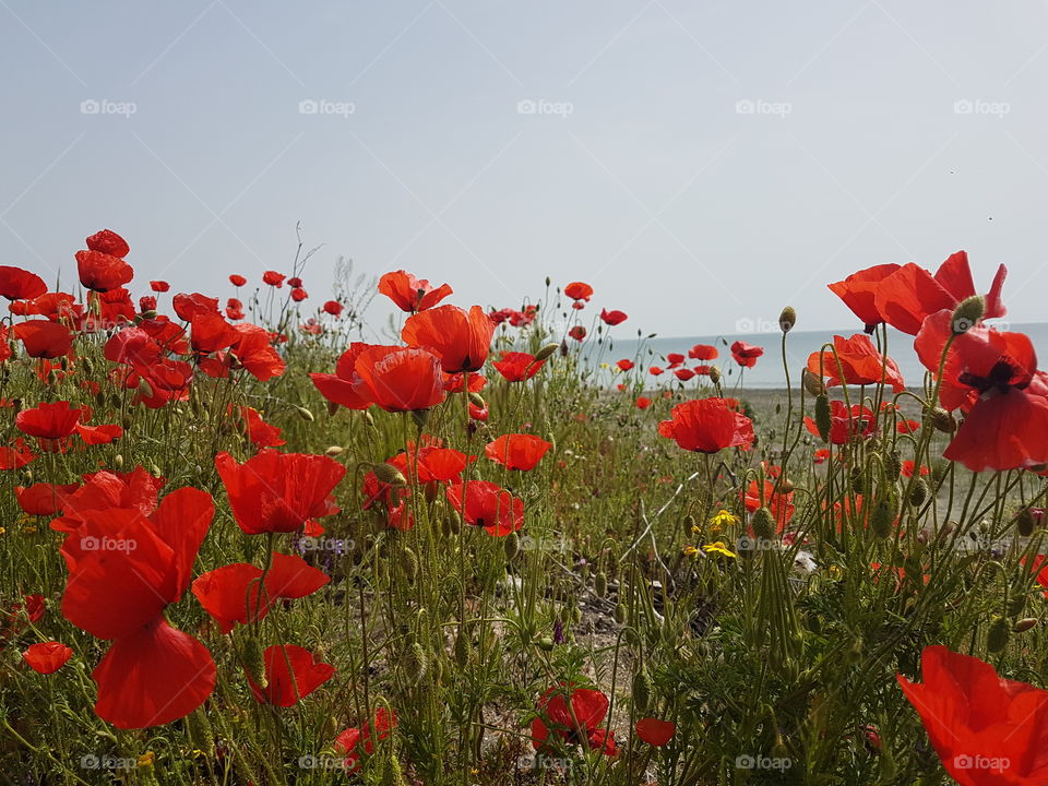 Poppy garden