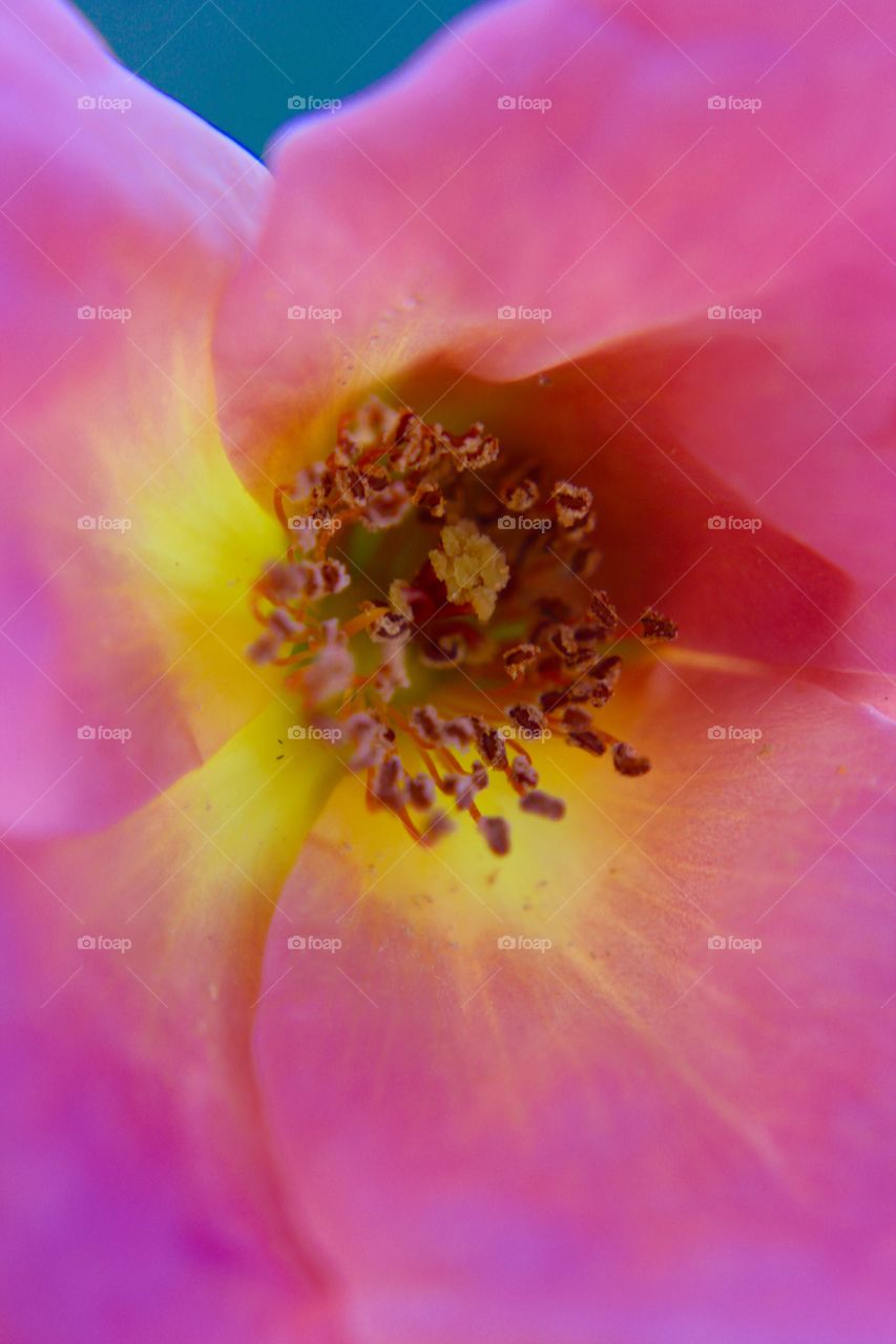 Closeup of pink bloom