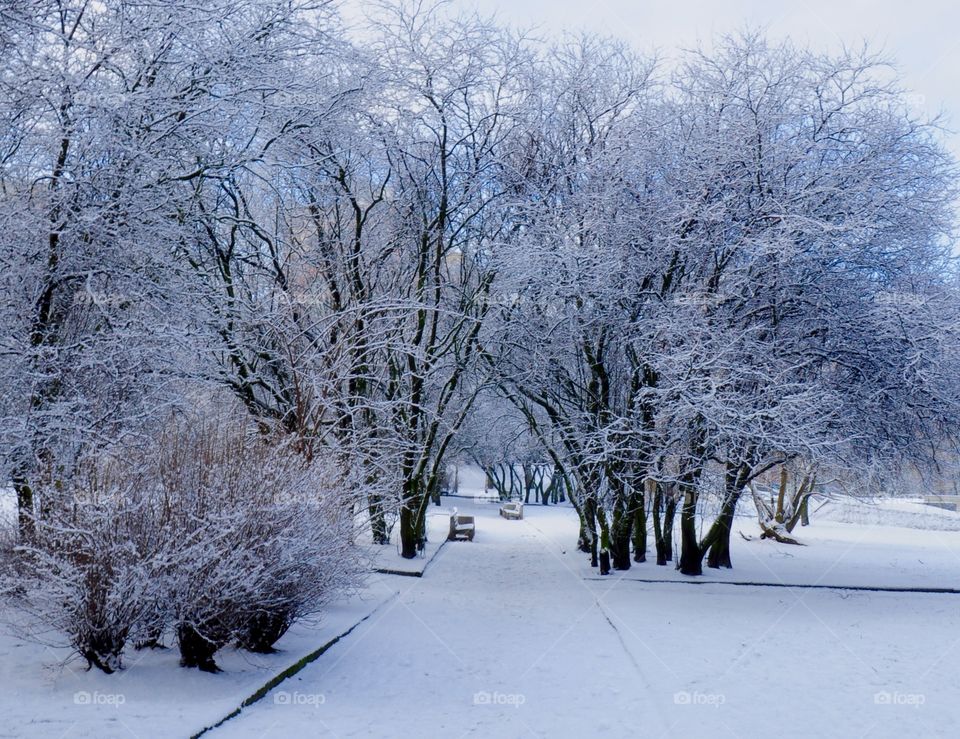 Winter, Snow, Cold, Frost, Frozen