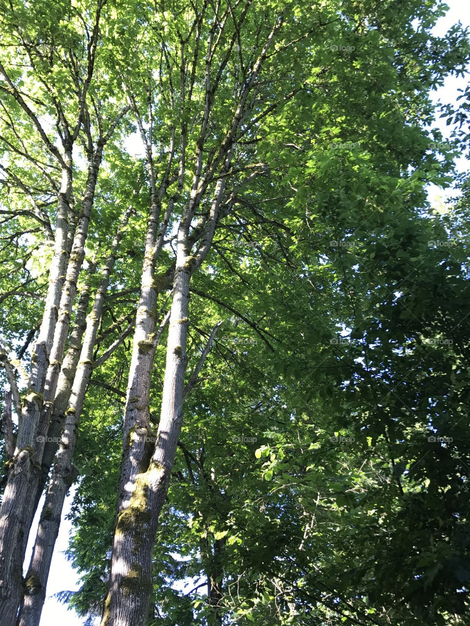 Just a beautiful picture of the sun shining in the woods in the wonderful Pacific Northwest, Washington state.