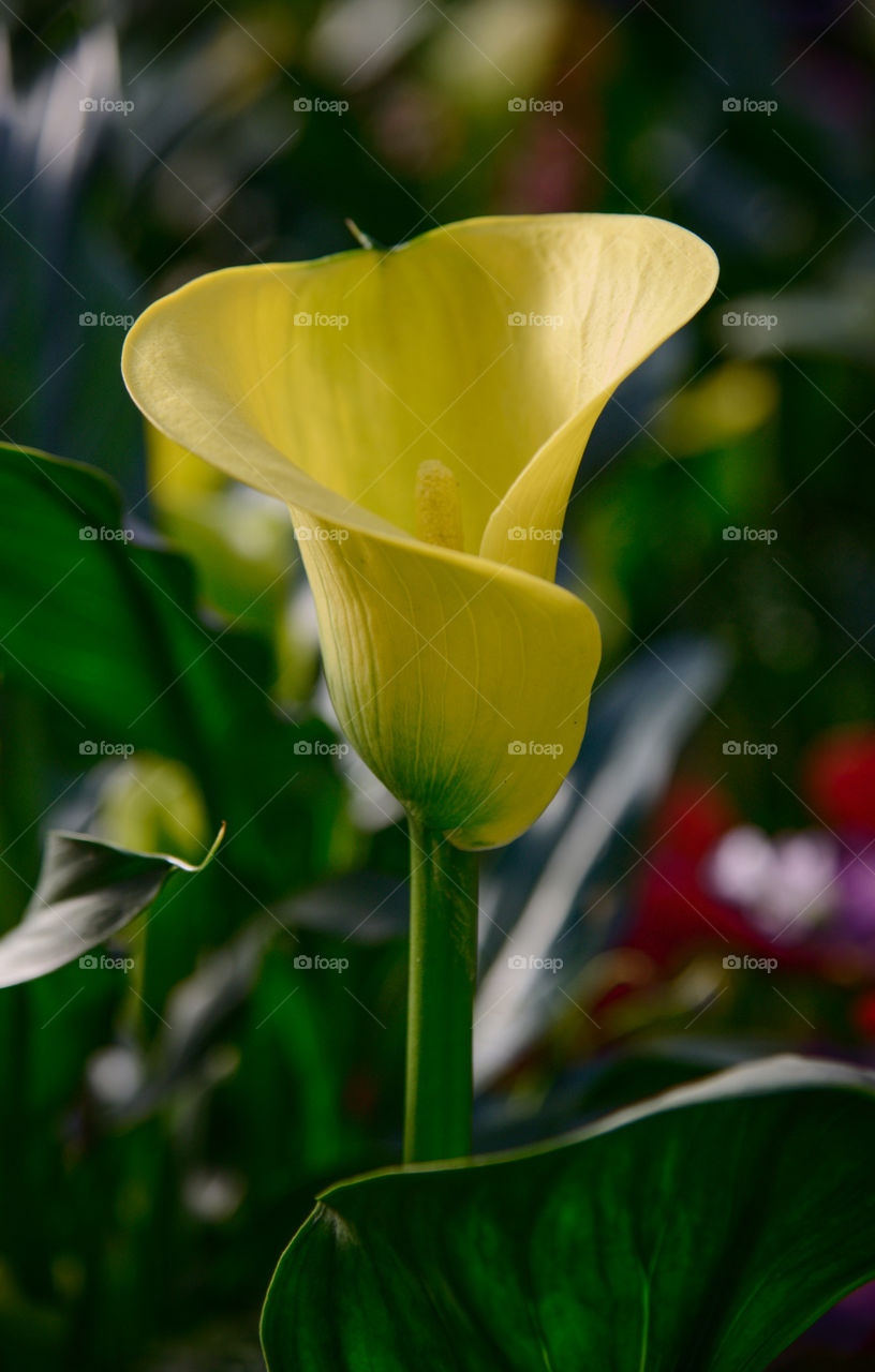 Yellow  and beautiful. 