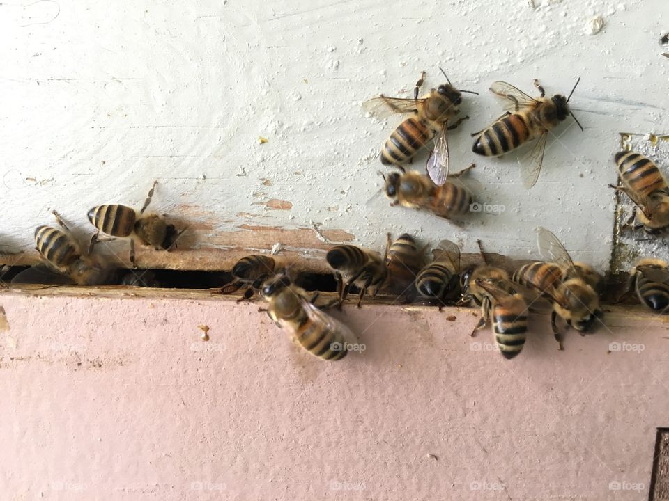 Bees 'n Boxes