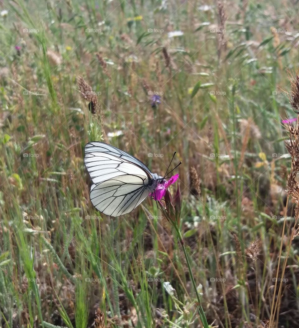 Butterfly lands on a flower
