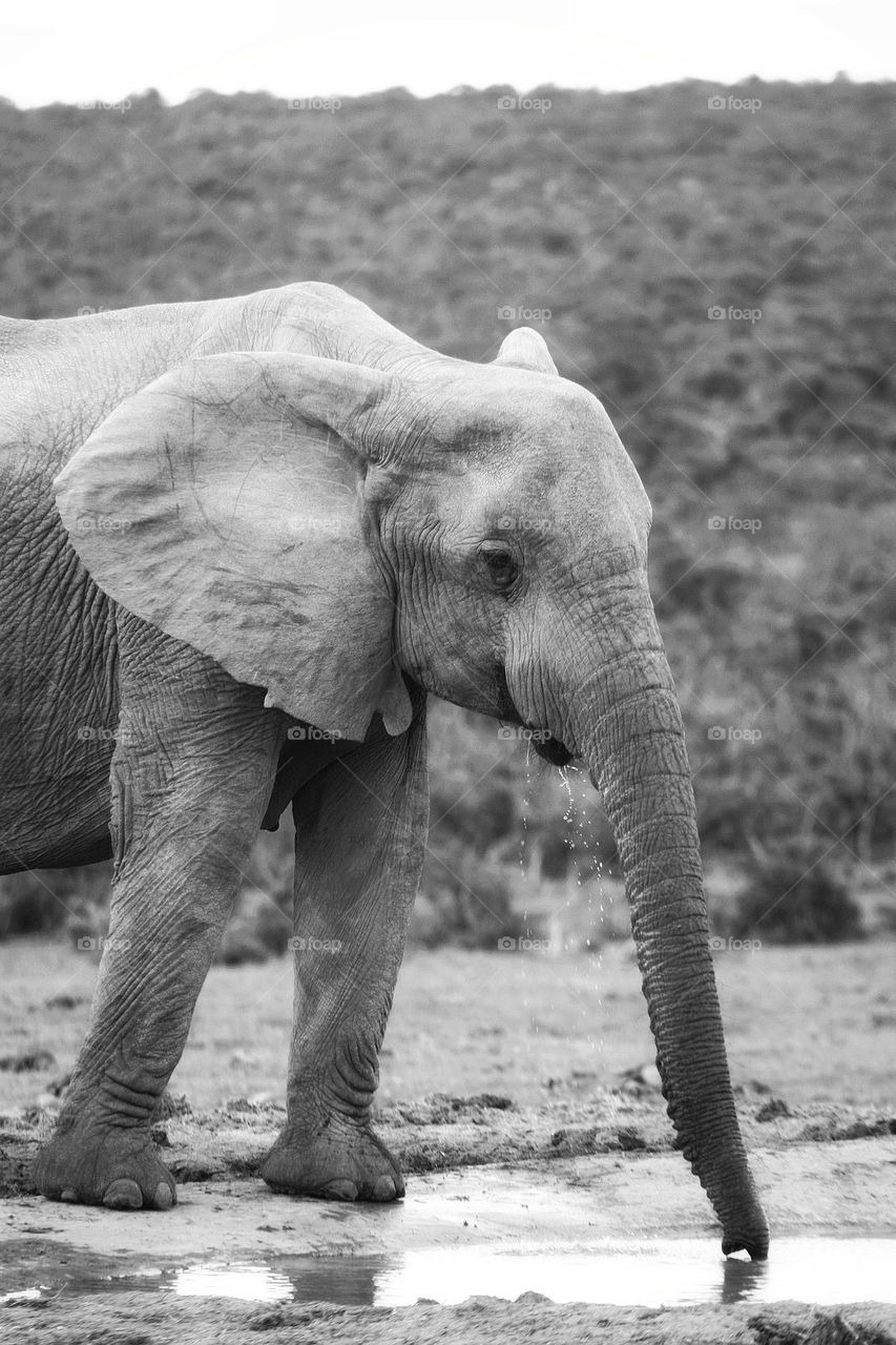 African elephant at the waterhole. South Africa.