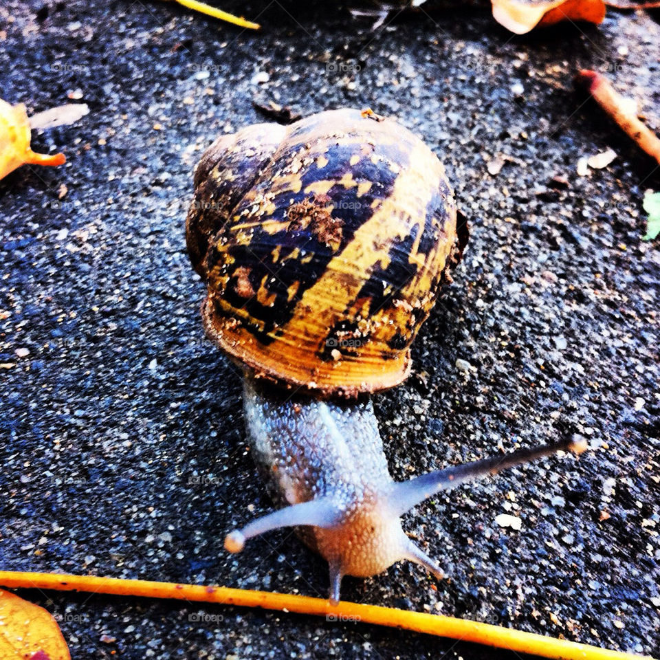 winter animal snail by nkimhi