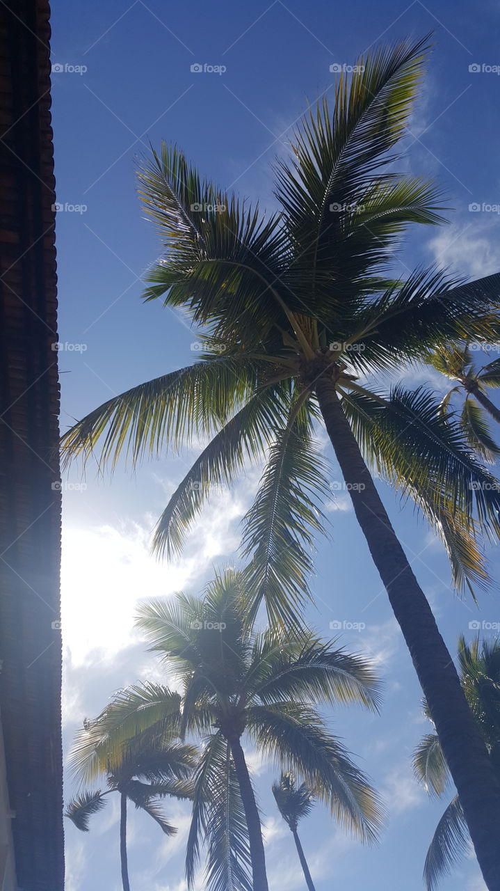 palm trees in mexico