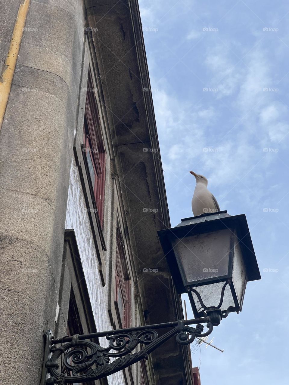 Seagull on the street light