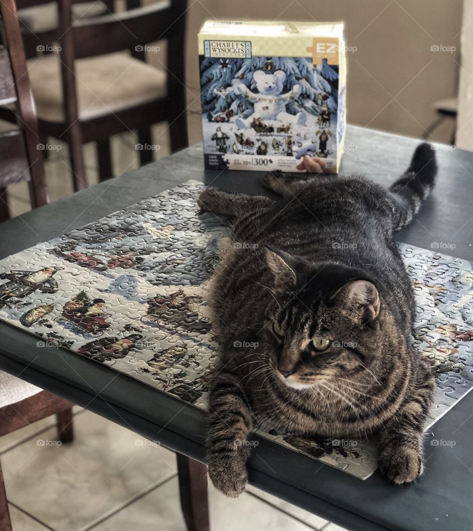 Kitty sitting on a puzzle