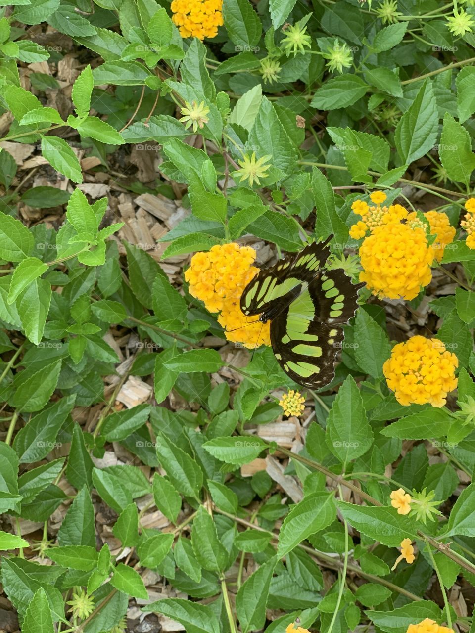 Flor e Borboleta