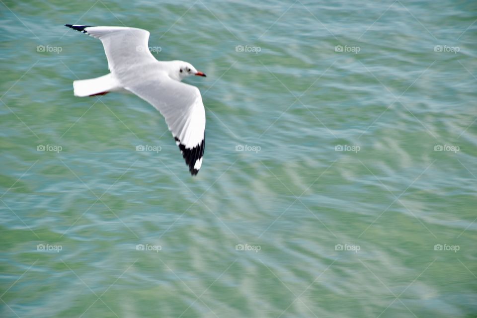 Suddenly captured a flying sea bird named “ Sea Gull “, beautiful black and white combined bird flew away for searching some foods from here and there.