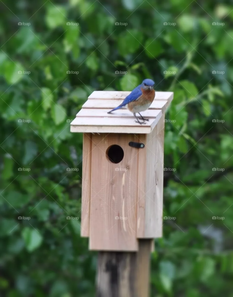 Blue bird