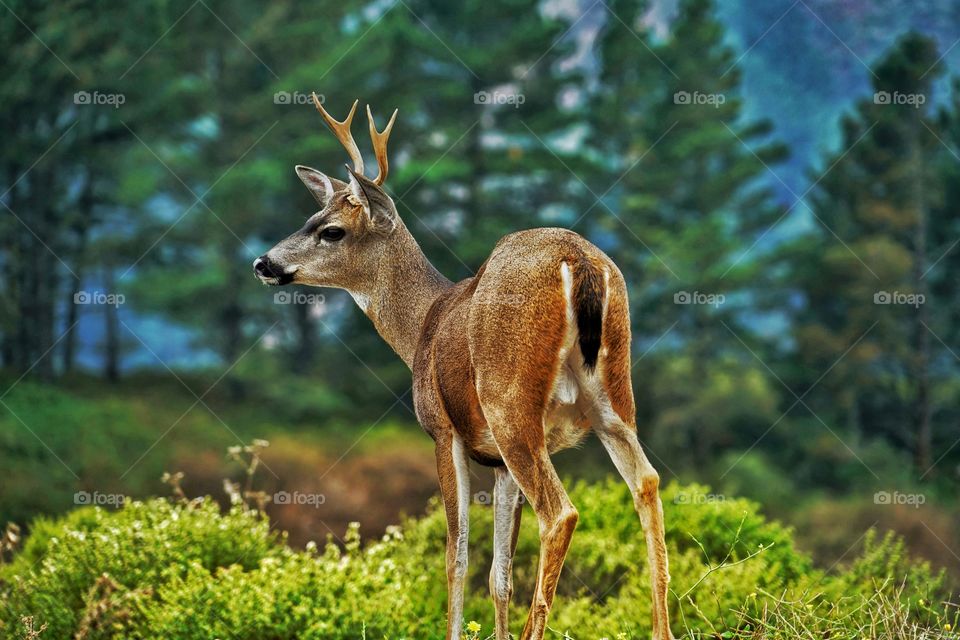 Wild Young Deer With First Antlers In Northern California