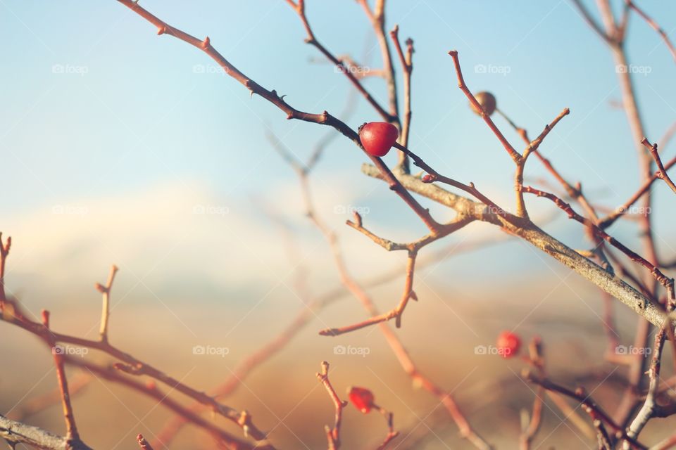 Close-up of bare tree with cherry