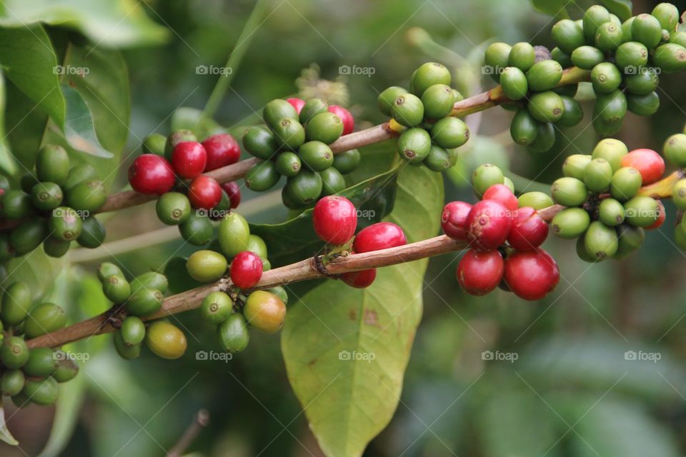 Coffeebeans