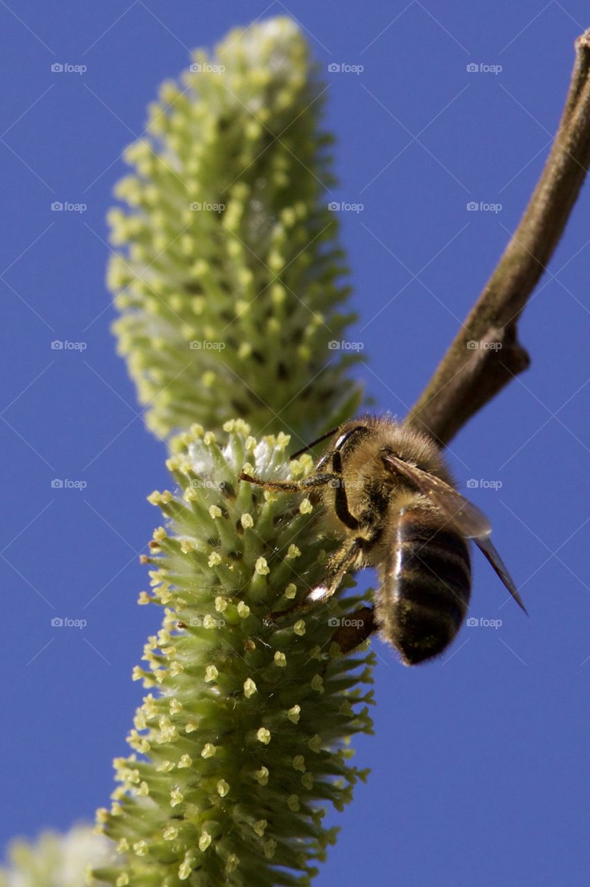 Bee On The Tree