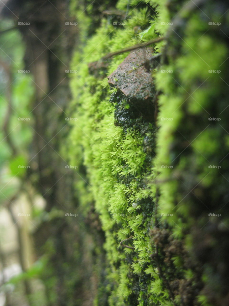 Moss 6