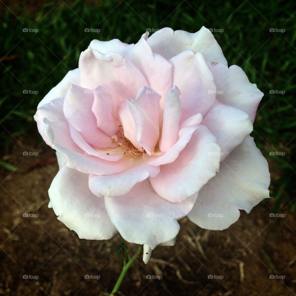 🌼#Flores do nosso #jardim, para alegrar e embelezar nosso dia!
#Jardinagem é nosso #hobby.
🌹
#flor
#flowers
#garden
#natureza
#nature