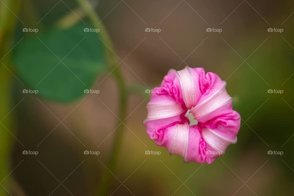 A common morning glory is closed for business the rest of the day. Raleigh, North Carolina. 