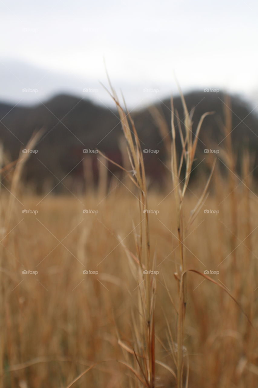 Brown hay field with dark mountains in background