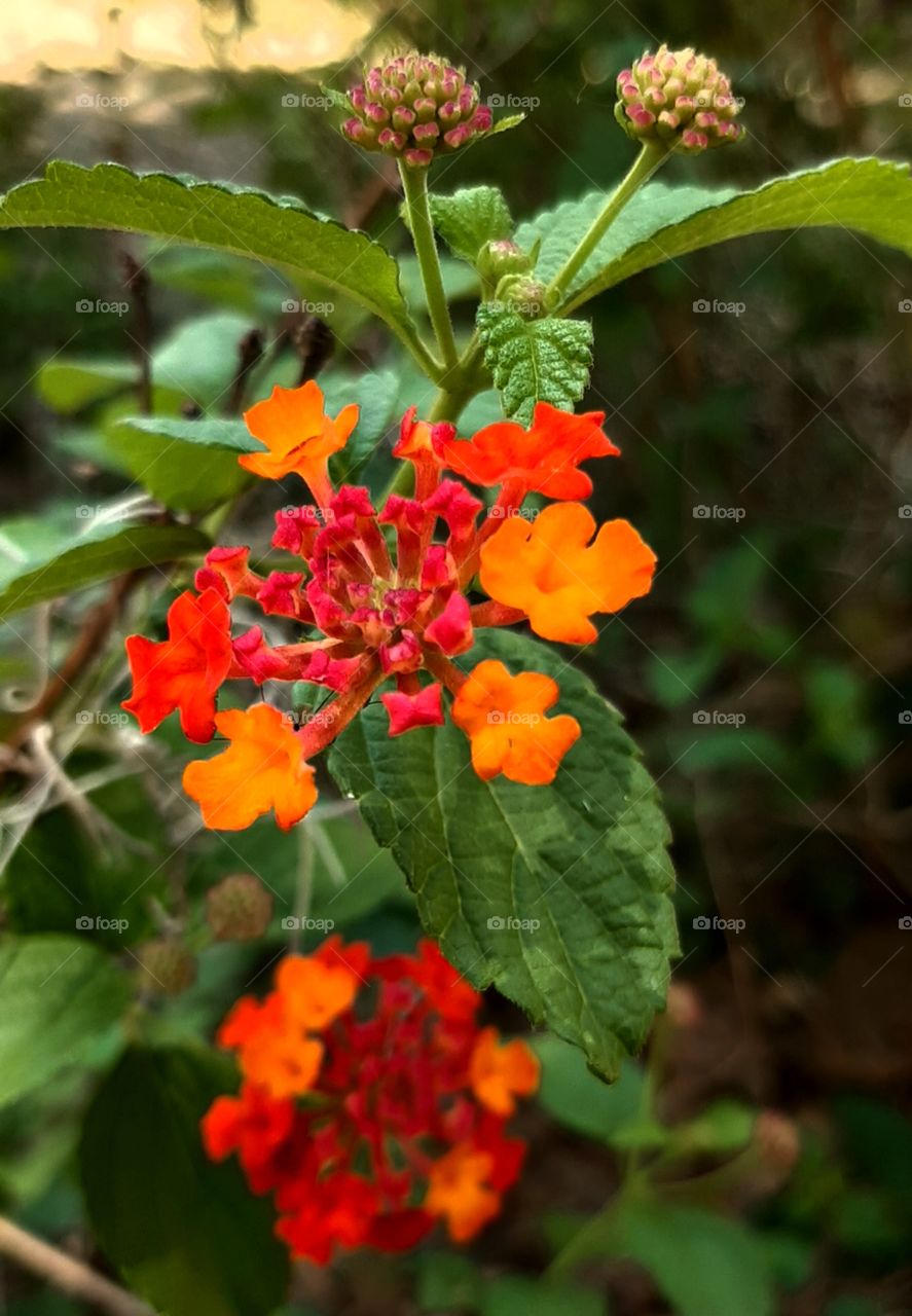 orange and fuchsia blooms in the garden