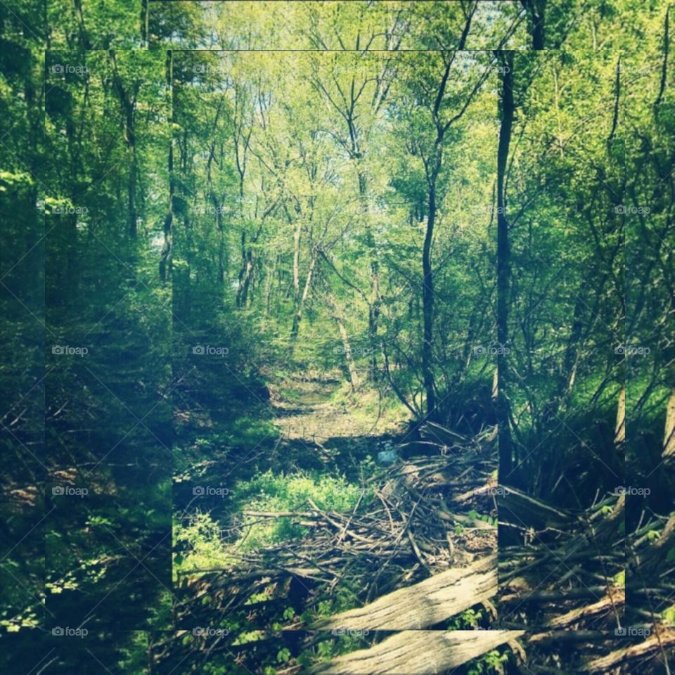 Wood, Landscape, Tree, No Person, Nature