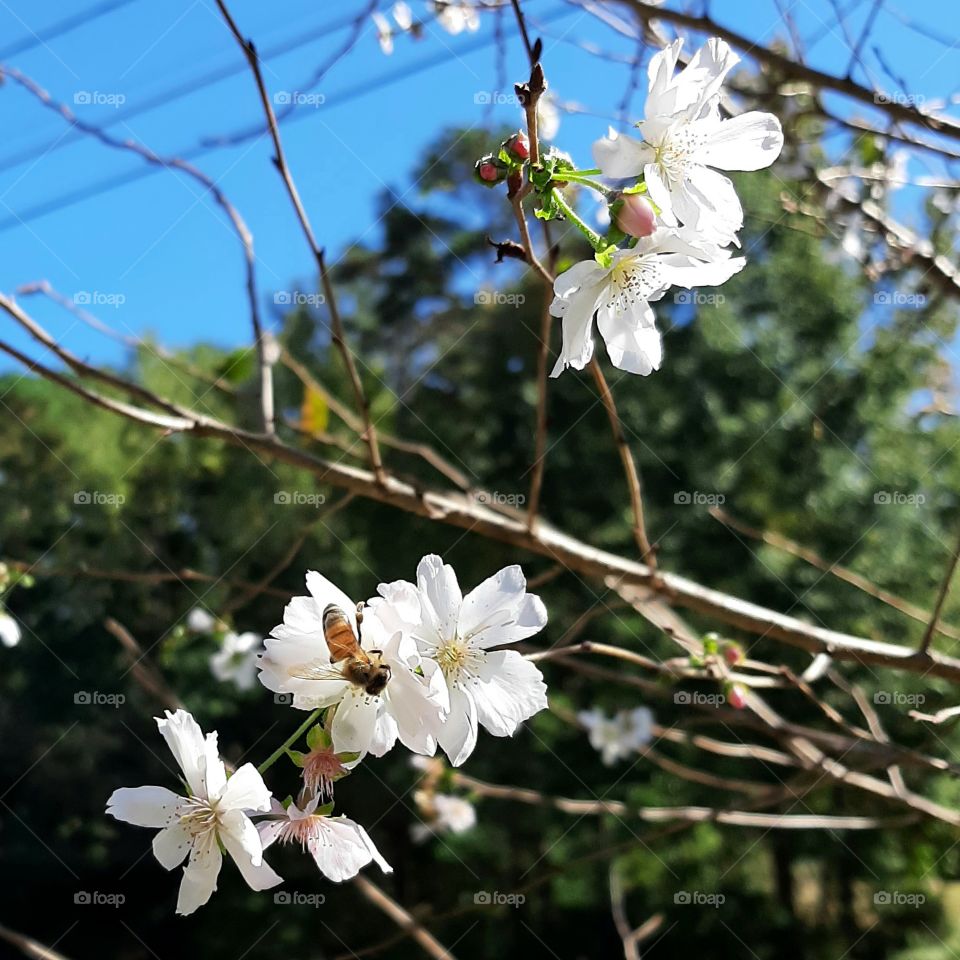 Second blossom of cherry