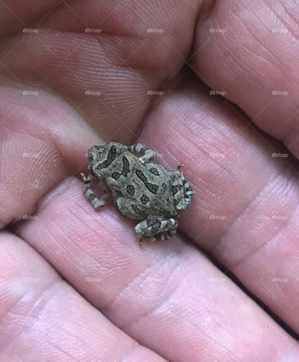 Toad baby in the palm of a hand