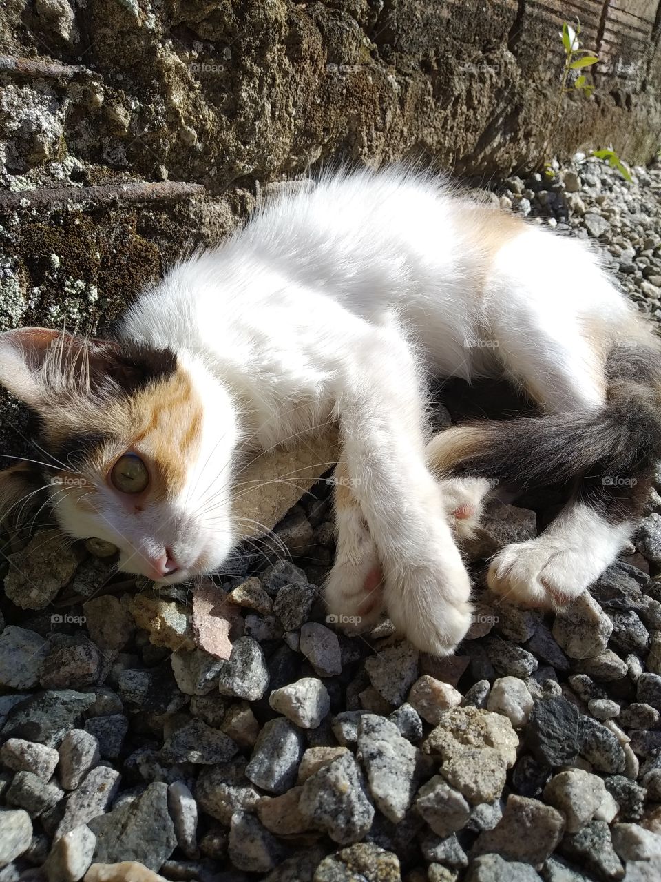 kitten lying on stones and looking at an insect