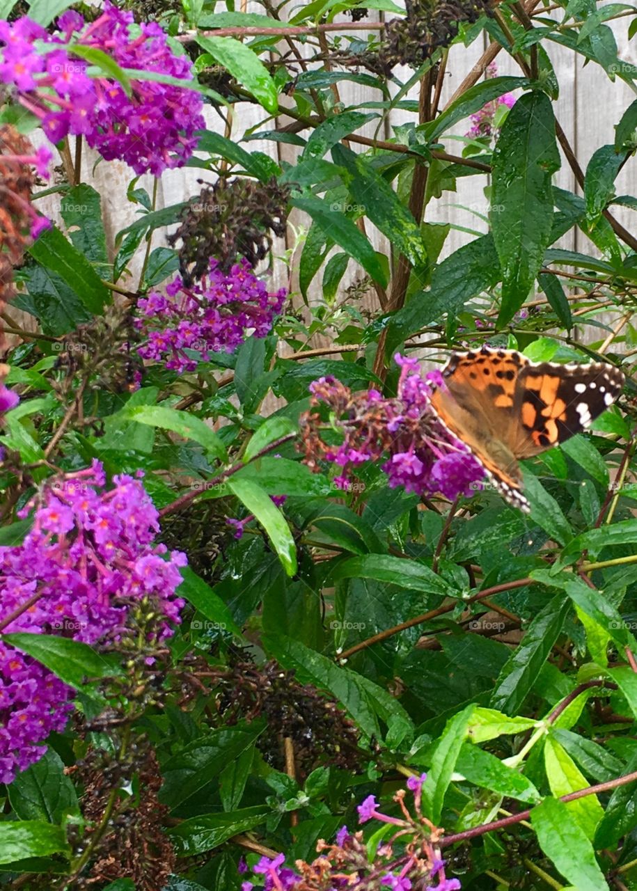 Butterfly Bush 