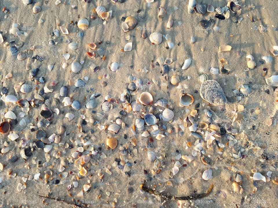 Shells on the wet sand texture