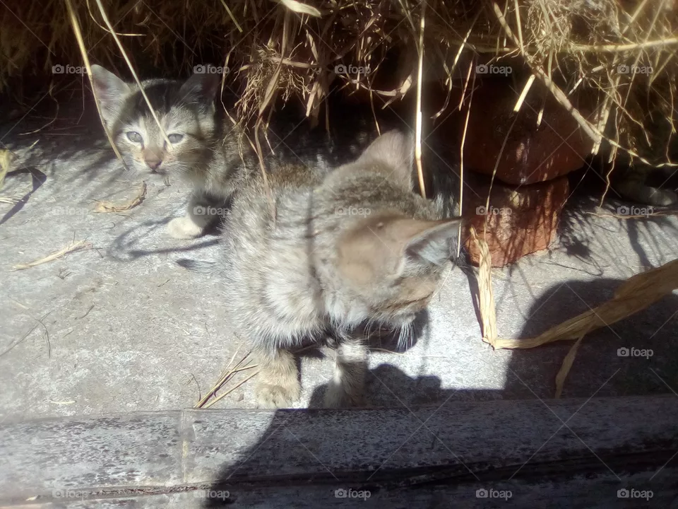 cat's
