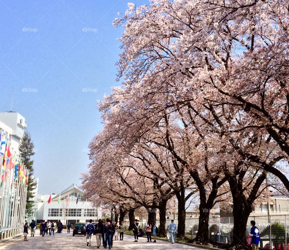 Sakura Tree during Spring